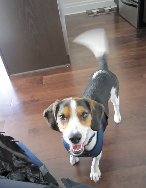 baxter-beagle-2015.jpg