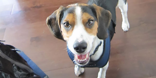 7-pet-friendly-furniture-fabrics