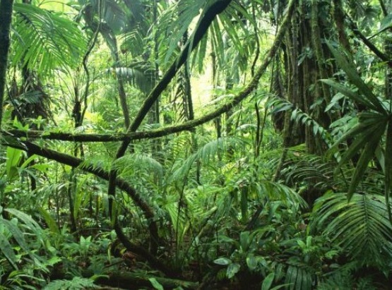 green-jungle-scene