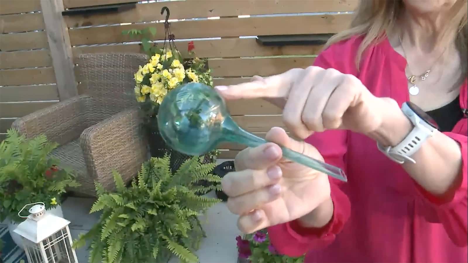 self-watering plant globe