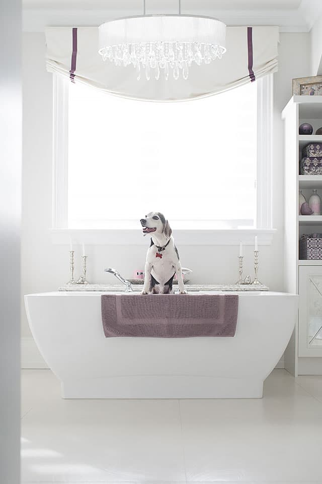 Beagle sittin on bathtub in white bathroom